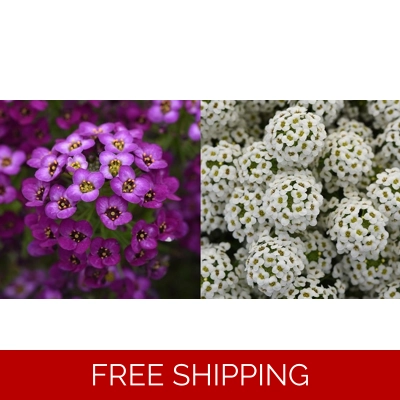 Lobularia Easy Breezy x 3 Plug Plants